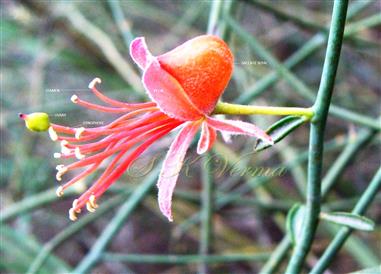  Flower with 15 stamens
